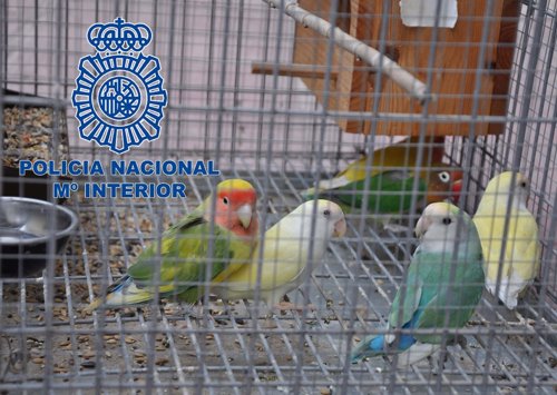 La Policía Nacional desmantela un grupo dedicado al robo de pájaros tropicales