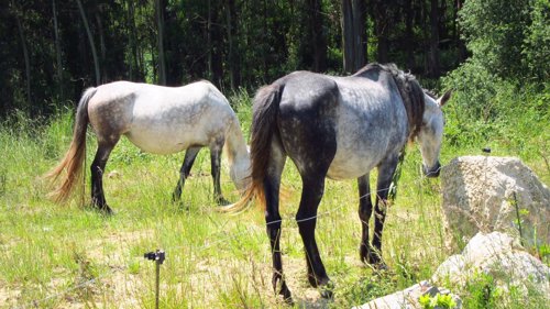 Multa de 3.000 euros por construir establos para caballos sin licencia