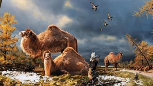 Camello ártico