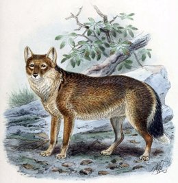 Lobo de Malvinas