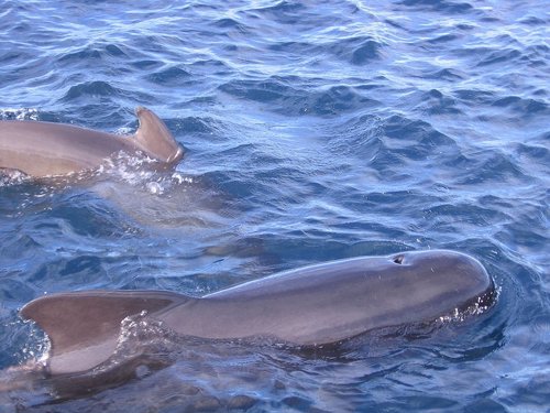 Ballena