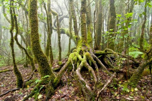 Ingenieros forestales proponen apostar por la biomasa y aumentar la inversión en bosques, que son