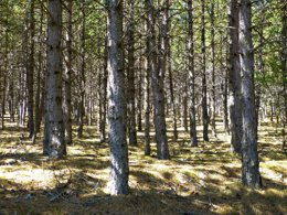 Bosque, pinar, pinos, madera