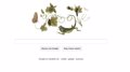 Las mariposas de Maria Sibylla Merian vuelan en Google