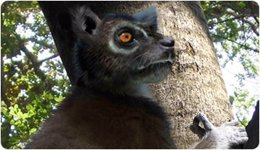 Descrito nuevo primate fósil español Descrito nuevo primate fósil español