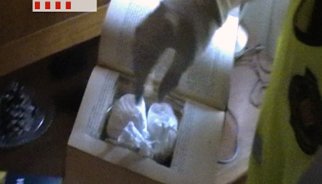 Cau una banda de traficants que distribuïa cocaïna