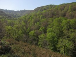 Foto: La superficie forestal en Baleares disminuye un 1% en una década (EUROPA PRESS)