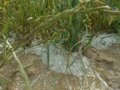Foto: Una tormenta de granizo y agua afecta a campos de cereal y otros cultivos en la Sierra de Alcubierre (PRENSA ASAJA)