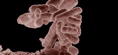 Foto: Las bacterias intestinales protegen contra la infección de 'E. Coli' (WIKIMEDIA/ERIC ERBE)