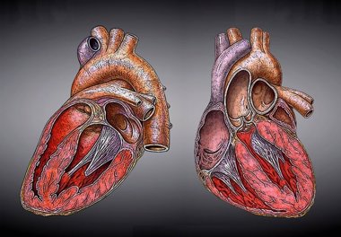 Foto: Un antidepresivo reduce la afección cardiaca inducida por el estrés (HEIKENWAELDER HUGO)