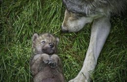 Foto: Medio Ambiente lanza una aplicación sobre los espacios naturales españoles con imágenes satélite (OBSERVATORIO JUSTICIA Y DEFENSA ANIMAL)