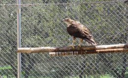 Foto: El Hospital de Fauna Silvestre de GREFA libera dos ejemplares de águila perdicera en una zona ZEPA de Madrid (GREFA)