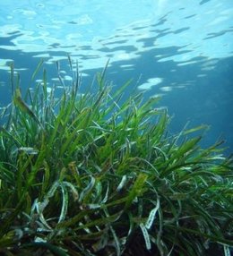 Foto: Factor C02 presenta propuestas para que los mercados mundiales de carbono contribuyan a proteger los ecosistemas marinos (EUROPA PRESS/JUNTA)