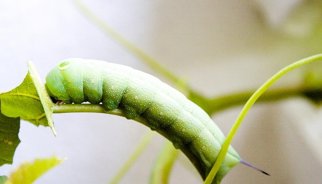 Logran desacelerar el envejecimiento en gusanos sólo con antibióticos