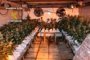 
                              Foto: Detenidas tres personas y 1.034 plantas de marihuana incautadas en dos viviendas en Toledo y Madrid