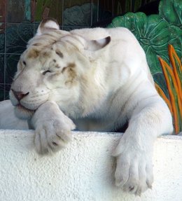 Foto: Los tigres blancos existen por un ínfimo cambio genético (AVERETTE/WIKIMEDIA COMMONS)