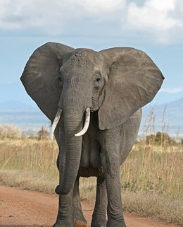 Foto: Parlamentarios animalistas denuncian el uso de elefantes asiáticos, en peligro de extinción, en circos españoles (MUHAMMAD MAHDI KARIM/WIKIMEDIA COMMONS)