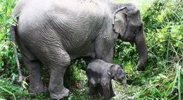 Foto: Denuncian el uso en circos españoles de elefantes asiáticos en extinción (SOPHIE47/WIKIMEDIA COMMONS)