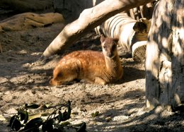 Foto: Nace por primera vez en España un ciervo de Filipinas (EUROPA PRESS/BIOPARC FUENGIROLA)