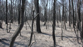 El jutge arxiva la investigació dels incendis de l'Empordà al no identificar a l'autor