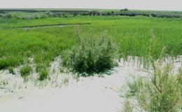 Foto: La UNESCO debate el estado de conservación de Doñana (EUROPA PRESS)
