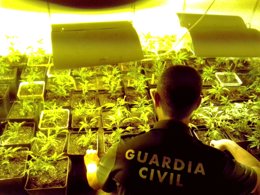 Foto: Desmantelan una plantación con 172 plantas de marihuana en una vivienda de Aceuchal (GUARDIA CIVIL)