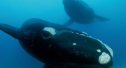 Foto: Greenpeace califica de "inmoral" el apoyo islandés a la caza de ballenas (BRIAN SKERRY)