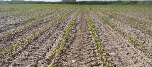 Mejorar el rendimiento de cultivos sostenibles reduce las emisiones de