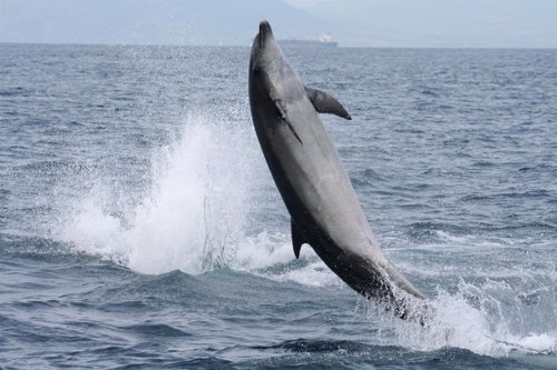 Exemplary Dolphin In The Gulf Of Cadiz