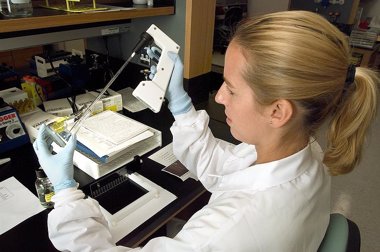 Foto: Algunas células inmunes ayudan al crecimiento celular del cáncer (WIKIMEDIA COMMONS)