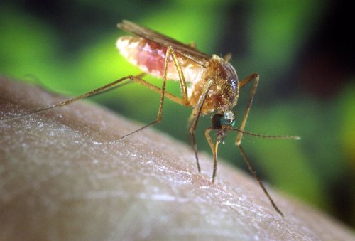 Mosquitol virus del Nilo Occidental