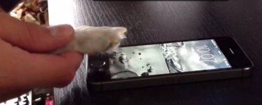 Foto: Sensor de huellas del nuevo iPhone funciona también con perros y gatos (YOUTUBE)