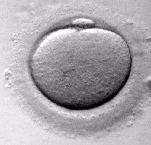 óvulo, fertilidad