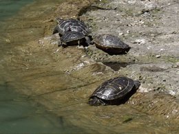 Foto: Los hábitats de las tortugas se mueven 72,4 kms por cada grado que cambia el clima (EUROPA PRESS)