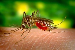 Foto: Nicaragua decreta la alerta roja por la epidemia del dengue (JAMES GATHANY/WIKIMEDIA COMMONS)