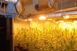 Marihuana intervenida por la Policía Nacional