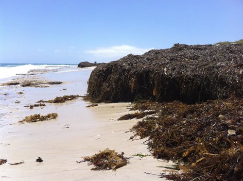 Los depositos de plantas marinas, como estos en una playa de Australia Occidenta
