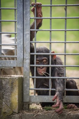 Un chimpancé en el zoo-circo de Schwaben Park (Alemania)