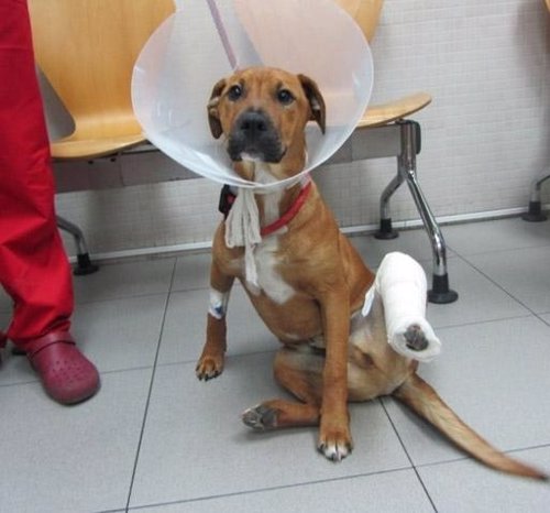 Perro abandonado en Viladecans con la pata fracturada