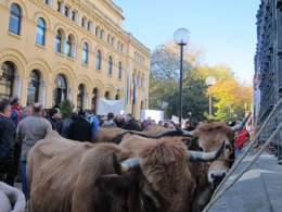 Vacas atadas a la sede del Parlemento junto a Presidencia.