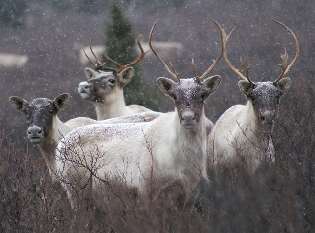 Los renos proceden de dos linajes que se separaron hace 300.000 años