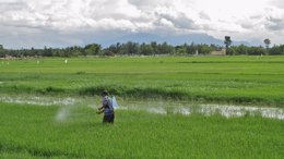 Pesticidas, campo de arroz