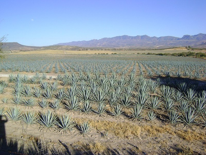 Investigan un edulcorante de la planta de tequila para Investigan un edulcorante de la planta de tequila para