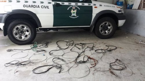 Lazos intervenidos por el Seprona en la Costa da Morte.