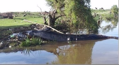 Foto: Encuentran ballena muerta de casi 6 toneladas en el Río de la Plata (OPDS)
