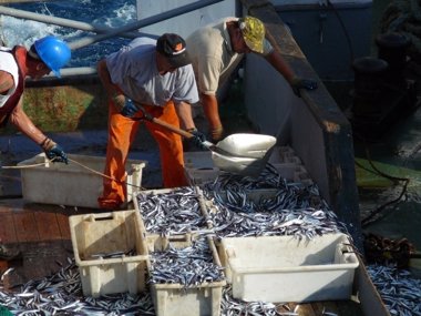 Foto: PP, PRC y PSOE no se ponen de acuerdo sobre la IGP de la anchoa del Cantábrico (IEO)