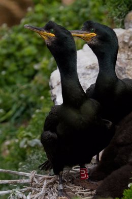 Imagen de dos ejemplares de cuervos marinos
