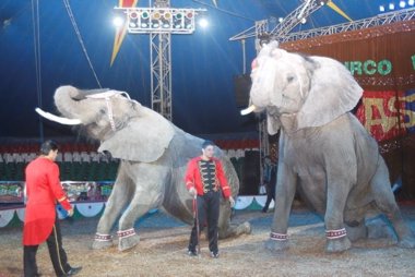 Foto: Los circos en Colombia ya no exhibirán animales salvajes (COLPRENSA)