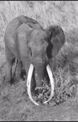 Foto: Cazadores ilegales matan a Satao, el rey de los elefantes de Kenia (FACEBOOK /THE TSAVO TRUST)