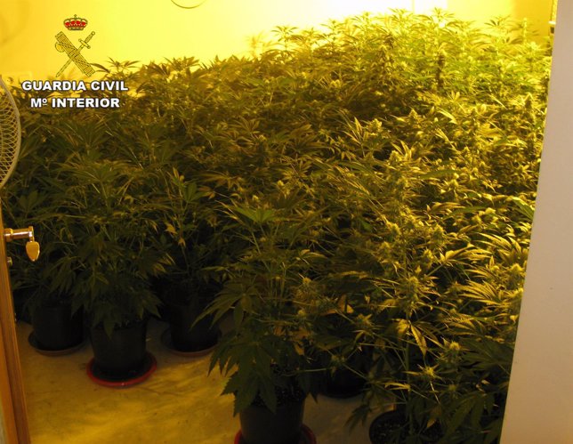 Cannabis intervenido en Pulianas